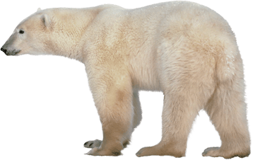 Image animaux detourée transparent sur fond blanc ours blanc polaire polar bear png