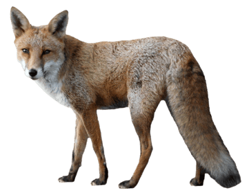 renard image animaux transparent sur fond blanc pour site web illustration ecole montessori
