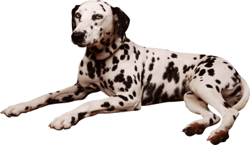 Image animaux detourée transparent sur fond blanc chien dalmatien png