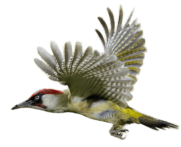 Image animaux detourée transparent sur fond blanc pic vert png