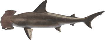 Image animaux detourée transparent sur fond blanc requin marteau png