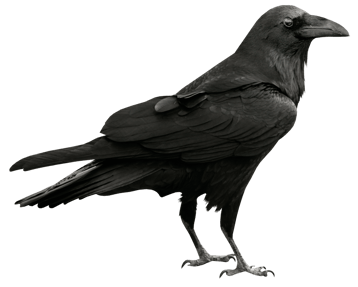 Image animaux detourée transparent sur fond blanc corbeau freux png