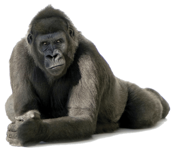 Image animaux detourée transparent sur fond blanc gorille gorilla png