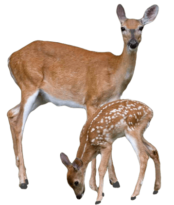 Image animaux detourée transparent sur fond blanc biche et faon png