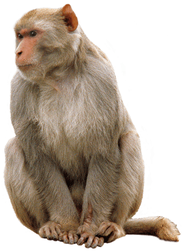 macaque singe transparent png  pour illustration devoir
