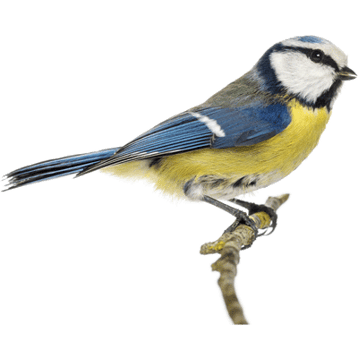 Image animaux detourée transparent sur fond blanc mésange bleue png