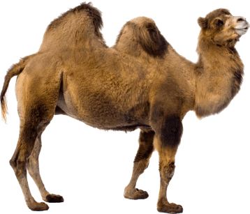 chameau transparent png  pour illustration devoir