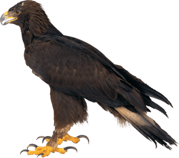 aigle royal  image animaux transparent sur fond blanc pour site web illustration ecole montessori