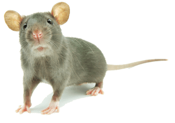 souris image  transparent png pour illustration ecole montessori