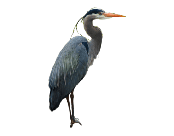 Image animaux detourée transparent sur fond blanc heron cendré png