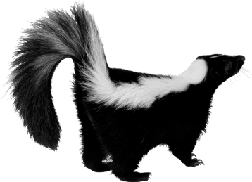 Image animaux detourée transparent sur fond blanc moufette mouffette png