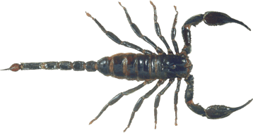 scorpion  image  transparent insectes png pour illustration ecole montessori