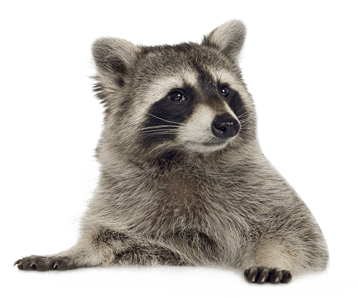 Image animaux detourée transparent sur fond blanc raton laveur racoonpng