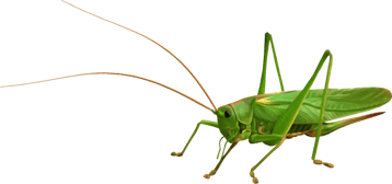 sauterelle  image  transparent insectes png pour illustration ecole montessori
