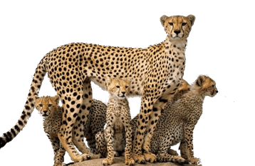 Image animaux detourée transparent sur fond blanc guépard cheetah png