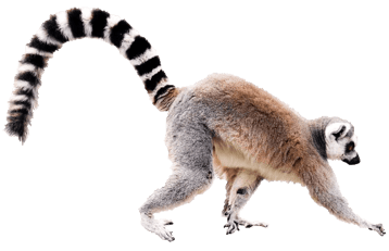 lemur maki catta transparent png  pour illustration devoir