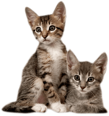 Image animaux detourée transparent sur fond blanc chattons png