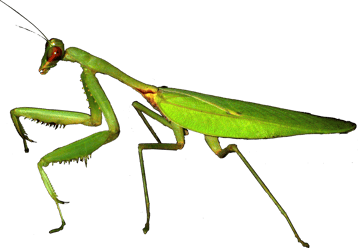 mante religieuse image  transparent insectes png pour illustration ecole montessori