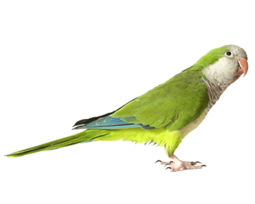 perruche image animaux transparent sur fond blanc pour site web illustration ecole montessori