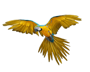 Image animaux detourée transparent sur fond blanc ara perroquet macaw parrotpng