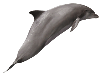 Image animaux detourée transparent sur fond blanc dauphin dolphin png