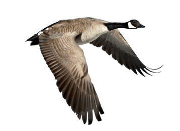 Image animaux detourée transparent sur fond blanc bernache du canada png