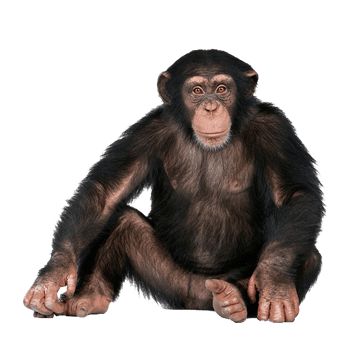 chimpanze singe transparent png  pour illustration devoir
