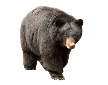 Image animaux detourée transparent sur fond blanc ours noir baribal black bear png