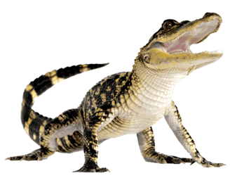 Image animaux detourée transparent sur fond blanc bebe alligator png