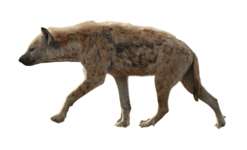 Image animaux detourée transparent sur fond blanc hyène hyena png
