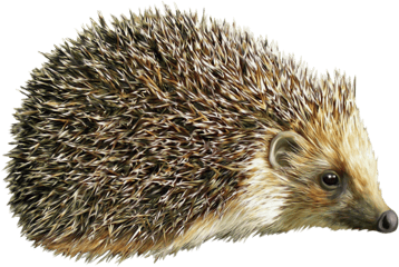 Image animaux detourée transparent sur fond blanc hérisson hedgehogpng