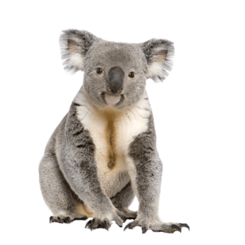 koala image animaux transparent sur fond blanc pour site web illustration ecole montessori