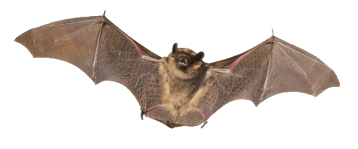 chauve souris image animaux transparent sur fond blanc pour site web illustration ecole montessori