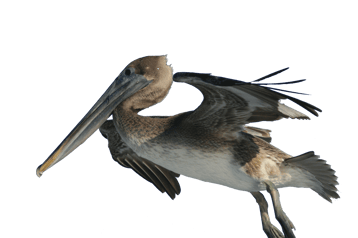 Image animaux detourée transparent sur fond blanc pelican brun png