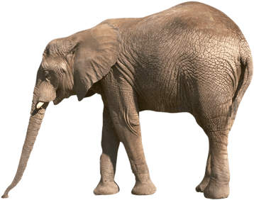 éléphant d'asie image animaux transparent sur fond blanc pour site web illustration ecole montessori