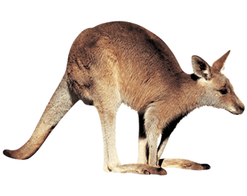 kangourou roux image animaux transparent sur fond blanc pour site web illustration ecole montessori