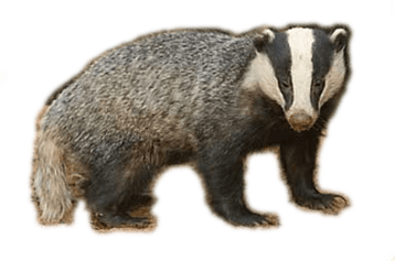 Image animaux detourée transparent sur fond blanc blaireau badger png
