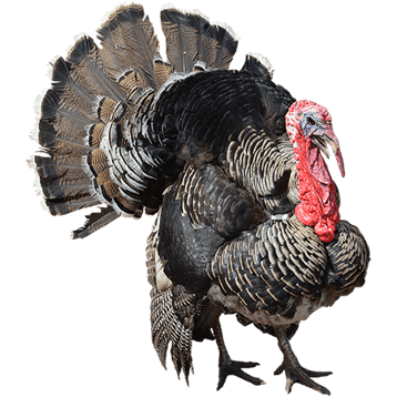 dindon dinde image  transparent  png pour illustration ecole montessori