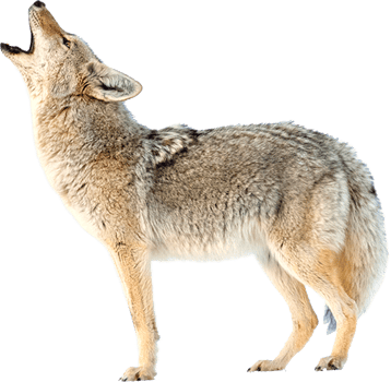coyote image animaux transparent sur fond blanc pour site web illustration ecole montessori