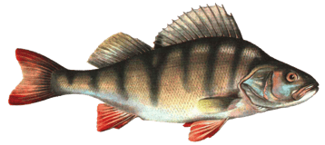 Image animaux detourée transparent sur fond blanc poisson perche png