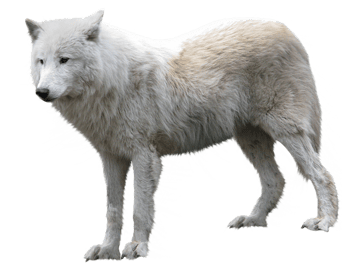 Image animaux detourée transparent sur fond blanc loup arctique arctic wolf png