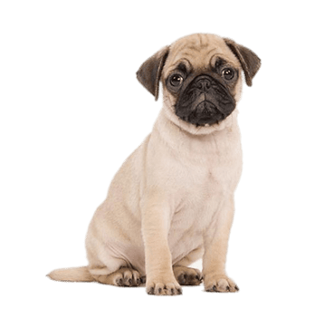 Image animaux detourée transparent sur fond blanc chien pug carlin png