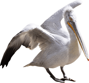 Image animaux detourée transparent sur fond blanc pelican frisé png
