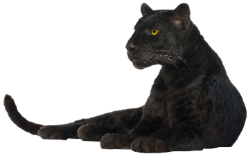 Image animaux detourée transparent sur fond blanc panthère noire black panther png