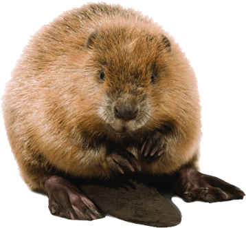 castor image animaux transparent sur fond blanc pour site web illustration ecole montessori