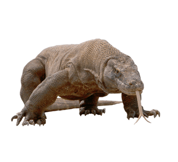 dragon komodo transparent png  pour illustration devoir