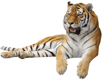 tigre image animaux transparent sur fond blanc pour site web illustration ecole montessori