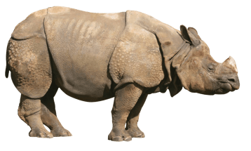 rhinocéros indien image animaux transparent sur fond blanc pour site web illustration ecole montessori
