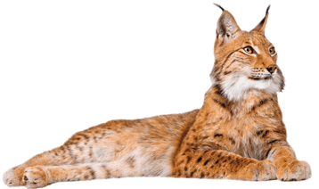 lynx paresseux image animaux transparent sur fond blanc pour site web illustration ecole montessori