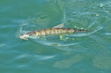 Cortez Bonefish caught in San Diego Bay
